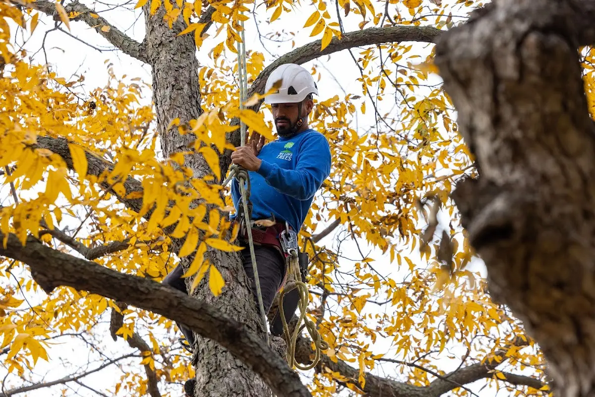 Skilled Tree Planing crew working in Gray Court