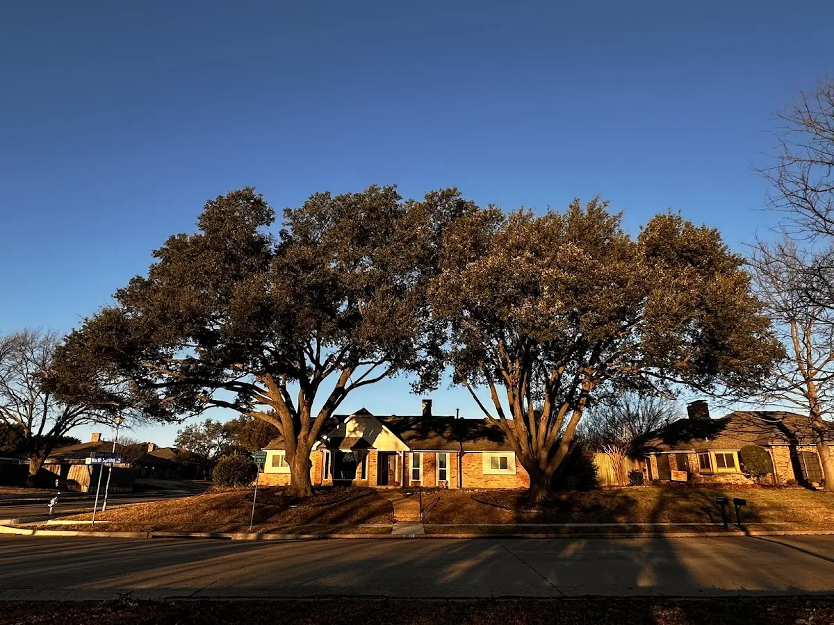 Established residential canopy tree shading a home in Gray Court
